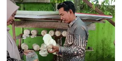 2026-BUDIDAYA JAMUR TIRAM